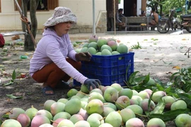 Chị Bùi Thị Kim Nào ở thôn Bãi Giếng 2 xã Cam Hải Tây (huyện Cam Lâm, Khánh Hòa) chỉ bán được xoài giống Australia giá 3.000-4.000/kg. (Ảnh: Thanh Vân/TTXVN) 