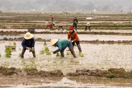 (Ảnh minh họa: Văn Tý/TTXVN) 