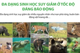 [Infographics] Đa dạng sinh học suy giảm ở tốc độ đáng báo động