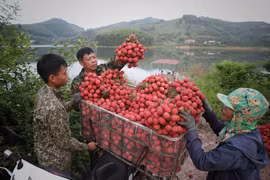 [Photo] Nhọc nhằn mưu sinh trong mùa vải thiều của người dân Sơn Hải