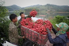 [Photo] Nhọc nhằn mưu sinh trong mùa vải thiều của người dân Sơn Hải