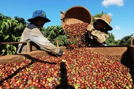 Thu hoạch càphê ở vùng trồng của Công ty Simexco Daklak, thành phố Buôn Ma Thuột, tỉnh Đắk Lắk. (Ảnh: Vũ Sinh/TTXVN)