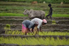 Nông dân trồng lúa trên cánh đồng ở Nagaon, bang Assam, Ấn Độ, ngày 14/7/2024. (Ảnh: THX/TTXVN)