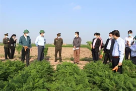 Lãnh đạo tỉnh Hải Dương kiểm tra tình hình sản xuất, tiêu thụ cà rốt tại xã Đức Chính, huyện Cẩm Giàng, sáng 21/2. (Ảnh: Mạnh Minh/TTXVN) 