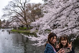 Du khách chụp ảnh dưới tán hoa anh đào tại Tokyo, Nhật Bản, ngày 29/3/2022. (Ảnh: AFP/TTXVN) 