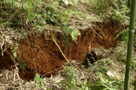 Hiện trường một vụ sạt lở đất ở Lào Cai. Ảnh: Quốc Khánh - TTXVN 