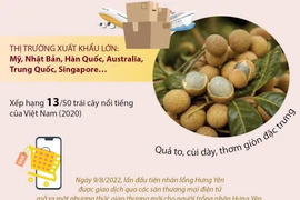 [Infographics] Nhãn lồng Hưng Yên lên sàn thương mại điện tử