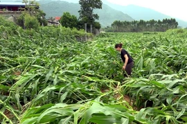 Ảnh minh họa. (Nguồn: TTXVN phát)