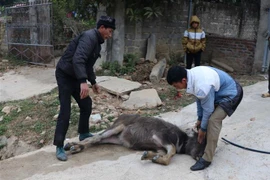 ​Gia súc bị cóng, cước chân không thể đứng vững tại xã Quài Tở, huyện Tuần Giáo, Điện Biên. (Ảnh: Xuân Tiến/TTXVN) 