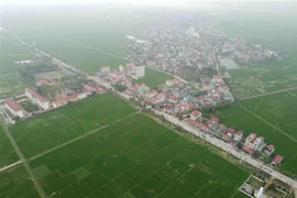 Cánh đồng lúa ở xã Hoa Sơn, huyện Ứng Hòa, Hà Nội. (Ảnh: Vũ Sinh/TTXVN) 