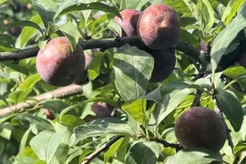 Mận chín sớm trên cao nguyên Bắc Hà
