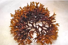 ​Tảo nâu (rong biển nâu) chỉ có tại khu vực biển thuộc bang Nam Australia có chứa chất chống lão hóa. (Nguồn: Getty Images)