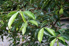 Bạch mộc hương. (Nguồn: wikiwand.com) 