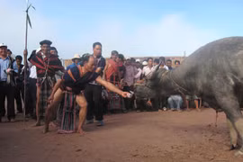 Nghi thức đâm trâu đã được người Cơ Tu. (Nguồn: laodong.vn) 