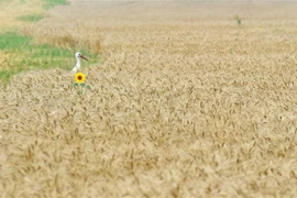 Một cánh đồng lúa mỳ ở làng Mala Dyvitsya, Ukraine. (Ảnh: AFP/TTXVN) 