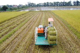 Thu hoạch lúa hữu cơ tại Hợp tác xã Kim Long, xã Hải Quế, huyện Hải Lăng, tỉnh Quảng Trị. (Ảnh: Thanh Thủy/TTXVN) 