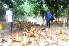 Mô hình nuôi gà đồi sinh học với những ưu việt và lợi thế đang được Nguyễn Văn Nhị triển khai thực hiện có hiệu quả, mang lại giá trị kinh tế cao. (Ảnh: Võ Dung/TTXVN) 