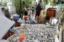 Cá nuôi bè của một số hộ nuôi thủy sản trên nhánh sông Hậu chết hàng loạt chưa rõ nguyên nhân. (Ảnh: TTXVN phát) 