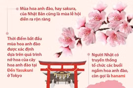 [Infographics] Nhật Bản đón mùa hoa anh đào 2023 sớm bất thường