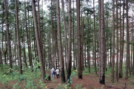 Diện tích rừng bị đầu độc là cánh rừng phòng hộ, những cây thông hàng chục năm tuổi. (Ảnh: Chu Quốc Hùng/TTXVN)