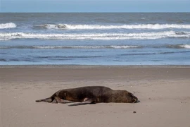 Một sư tử biển chết vì cúm gia cầm trên bãi biển ở Mar del Plata, tỉnh Buenos Aires, Argentina ngày 28/8/2023. (Ảnh: AFP/TTXVN)