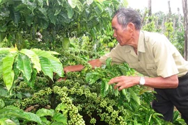 Chăm sóc cây càphê tại huyện Chư Sê, tỉnh Gia Lai. (Ảnh: Hồng Điệp/TTXVN) 