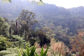 [Photo] Giữ gìn kho báu rừng nguyên sinh ở khu vực Trung Trường Sơn