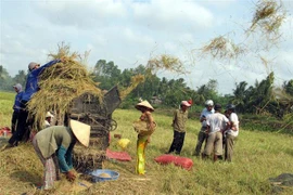 Nông dân Sóc Trăng thu hoạch lúa. (Ảnh: Trung Hiếu/TTXVN) 