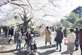 Bất chấp dịch COVID-19, người dân vẫn đi ngắm hoa anh đào. (Ảnh: Thành Hữu/TTXVN) 
