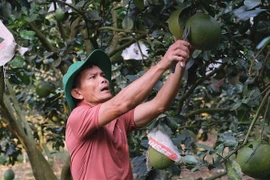 Ông Nguyễn Trung Hưng thu hoạch bưởi da xanh. (Ảnh: Nguyễn Dũng/TTXVN) 