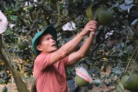 Ông Nguyễn Trung Hưng thu hoạch bưởi da xanh. (Ảnh: Nguyễn Dũng/TTXVN) 