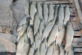 Hiện tình trạng cá chết hàng loạt gây thiệt hại lớn cho người nuôi cá lồng. (Ảnh: TTXVN phát)