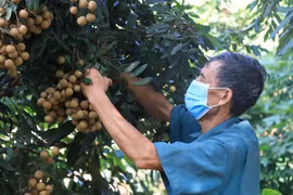 Người nông dân thu hoạch nhãn. (Ảnh: Đinh Tuấn/TTXVN) 