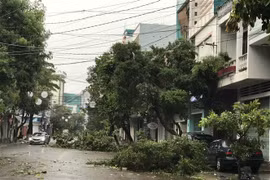 Cây xanh bị ngã đổ trên các tuyến phố tại thành phố Quy Nhơn. (Ảnh: Phạm Kha/TTXVN) 