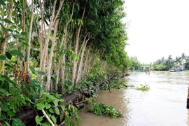 Kè sinh thái ven kênh Tân Hiệp, thị trấn Một Ngàn, Châu Thành A, Hậu Giang. (Ảnh: Hồng Đạt/TTXVN)