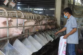 Một trang trại chăn nuôi ở Bà Rịa-Vũng Tàu. (Ảnh: Hoàng Nhị/TTXVN) 