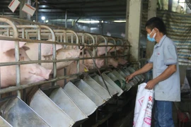 Một trang trại chăn nuôi ở Bà Rịa-Vũng Tàu. (Ảnh: Hoàng Nhị/TTXVN) 