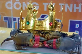 Chú cua có biệt danh "Bình Dư" với trọng lượng 1,452kg đã chiến thắng cuộc thi "Cua Cà Mau lớn nhất -Cua Sumo" tại Ngày hội Cua Cà Mau – Lần thứ I diễn ra vào 25/12/2022. (Ảnh: Huỳnh Anh/TTXVN) 