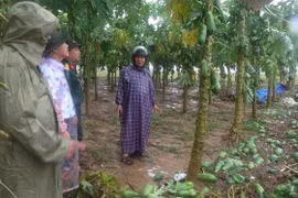 Vườn cây đu đủ của người dân xã Đại Hồng, huyện Đại Lộc, tỉnh Quảng Nam bị hư hại do mưa lũ gây ra. (Ảnh: Đoàn Hữu Trung/TTXVN) 