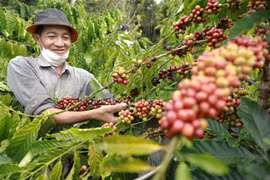 Nông dân tỉnh Đắk Nông thu hoạch càphê. (Ảnh: Vũ Sinh/TTXVN) 