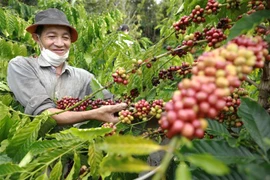Nông dân tỉnh Đắk Nông thu hoạch càphê. (Ảnh: Vũ Sinh/TTXVN) 
