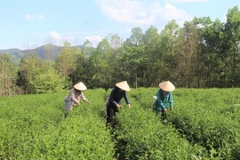 Nông dân thu hoạch chè tại Cao Bằng. (Ảnh: Chu Hiệu/TTXVN)