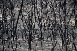 Ảnh minh họa. (Nguồn: AFP/TTXVN)