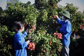Các tình nguyện viên Đoàn thanh niên huyện Lục Ngạn giúp người dân thu hoạch vải thiều. (Ảnh: Danh Lam/TTXVN) 