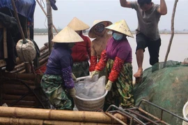 Sứa được tiêu thương thu mua ngay trên bè, mảng với giá 25.000-30.000 đồng/con. (Ảnh: Trịnh Duy Hưng/TTXVN)