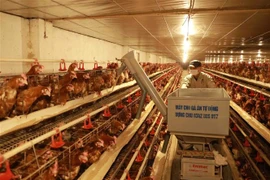 Một trang trại nuôi gà đẻ trứng và gà thịt ở Bắc Giang. Mỗi tháng thu nhập gần 1 tỷ đồng, tạo việc làm cho 10 lao động tại địa phương. (Ảnh: Vũ Sinh/TTXVN) 
