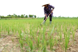 (Ảnh: Vũ Sinh/TTXVN) 