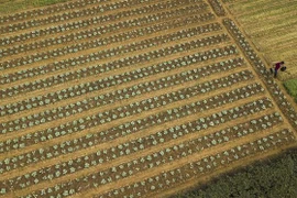 (Ảnh minh họa: Minh Đức/TTXVN) 