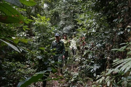 Cán bộ chốt kiểm lâm Phiêng Bung, Tuyên Quang tuần tra, rà soát địa phận rừng thuộc diện quản lý. (Ảnh: Nam Sương/TTXVN)