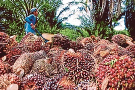 Dầu cọ là một trong những mặt hàng Malaysia xuất khẩu sang Việt Nam. (Nguồn: NST)